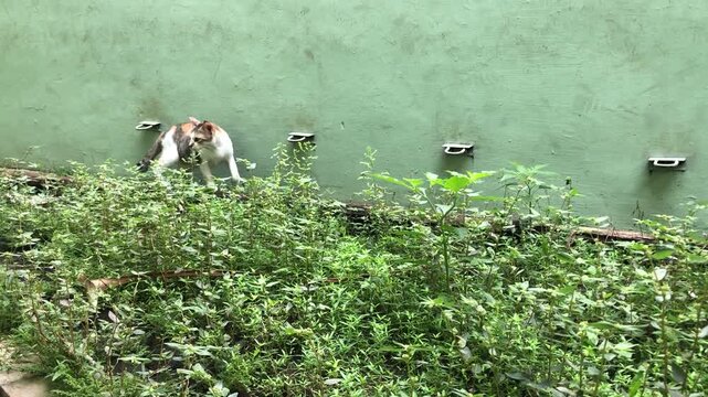 A calico cat exploring a dense patch of green weeds against a textured green wall in an outdoor setting.
