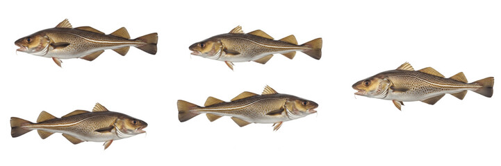 Obraz premium Atlantic Cod Fish Realistic 3D Render Set – High-Detail Gadus Morhua Marine Life Illustration Isolated on White Background for Commercial Fishing, Seafood Branding, and Zoology Projects.