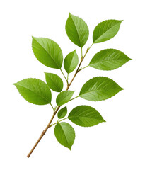 Naklejka premium Fresh green leaves on branch