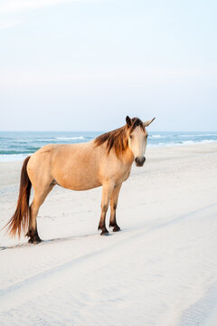 A buckskin wild pony standing on the beach at Assateague Island