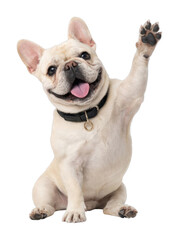 Fototapeta premium PNG Happy French Bulldog waving paw.