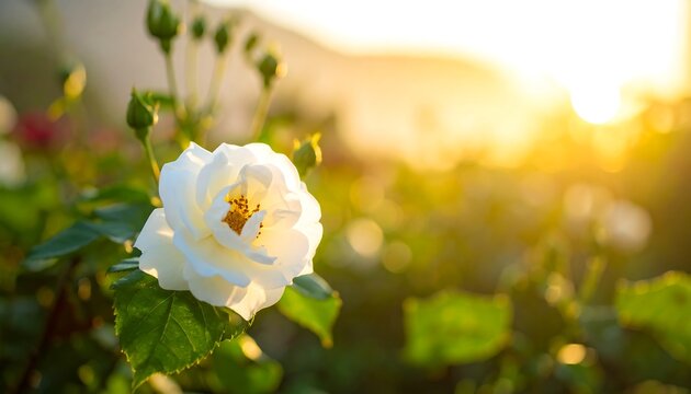Close-up of a beautiful white rose in the sunlight.