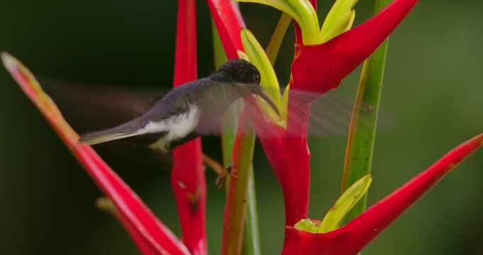 Black jacobin drinking Nectar from Heliconia Flower in Tropical Rainforest