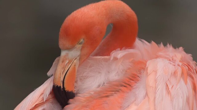 Flamingo Close-Up Portrait with Curved Neck and Soft Pink Feathers
