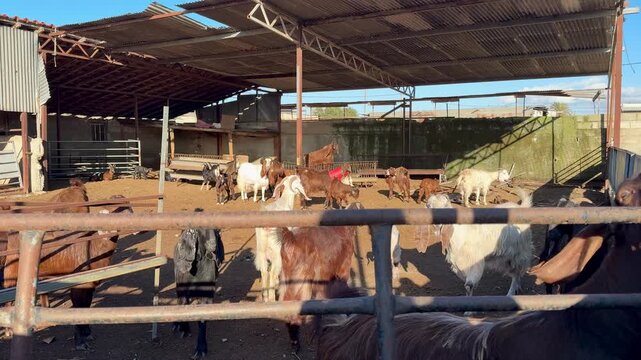 Goat breeding, farm animals on a dairy farm. A herd of goats on a livestock farm.