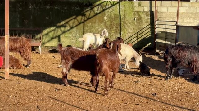 Goat breeding, farm animals on a dairy farm. A herd of goats on a livestock farm.