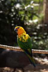 Obraz premium Yellow-green parrot with bright plumage perched calmly, showcasing vibrant tropical colors.