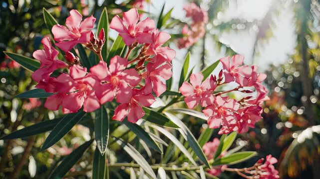 Closeup of vibrant pink oleander flowers blooming in bright sunlight.