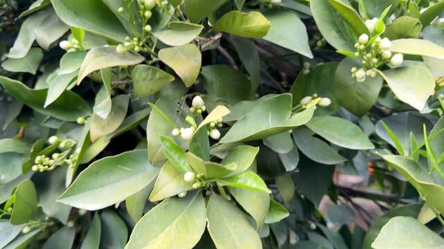 A close-up shot of orange trees in a garden in spring. Orange trees in bloom and with ripe fruit in a citrus orchard.