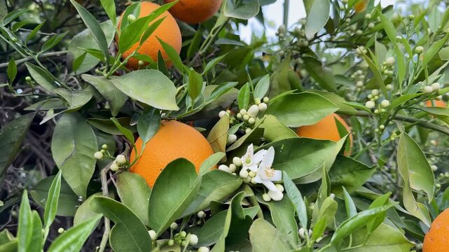 A close-up shot of orange trees in a garden in spring. Orange trees in bloom and with ripe fruit in a citrus orchard.