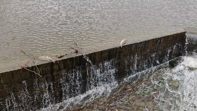 Dead carp fish lying on concrete dam after chemical water pollution documenting environmental damage and ecosystem impact