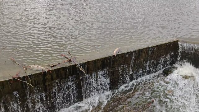 Dead carp fish lying on concrete dam after chemical water pollution documenting environmental damage and ecosystem impact