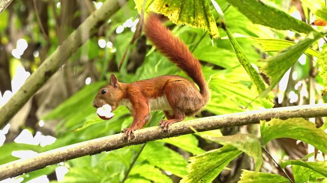 ARDILLA COMIENDO - 4K - 60FPS