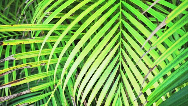 close up up of a Areca palm
