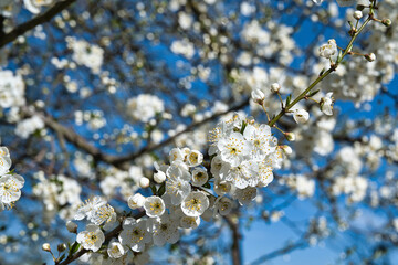 Piękna jabłoń w pełnym rozkwicie wiosną, z delikatnymi białymi i różowymi kwiatami na tle nieba. Zdjęcie oddaje świeżość natury, żywe kolory i klimat wiosennego odrodzenia. © BMC