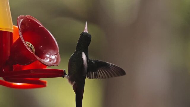 Colibr&iacute; en el caribe colombiano - 4k- 60fps