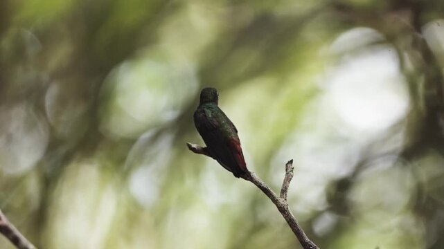 Colibr&iacute; en el caribe colombiano - 4k- 60fps