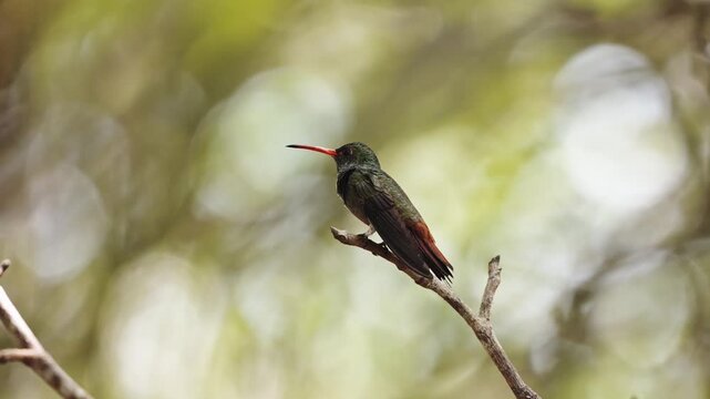 Colibr&iacute; en el caribe colombiano - 4k- 60fps