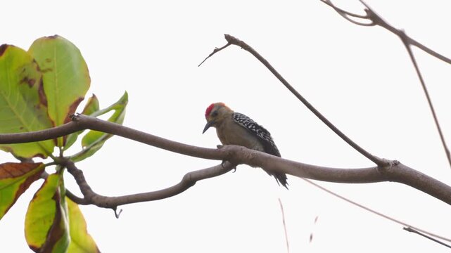 P&aacute;jaro Carpintero cabezirojo - 4k -60fps