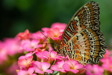 Close-up of Red Lacewing butterfly (Cethosia biblis) on pink kalanchoe flowers © Peresada