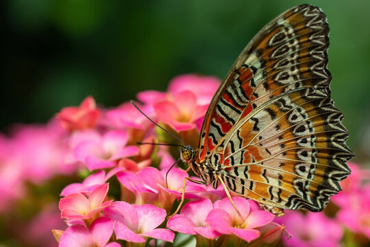 Close-up of Red Lacewing butterfly (Cethosia biblis) on pink kalanchoe flowers, nature beauty and macro photography concept