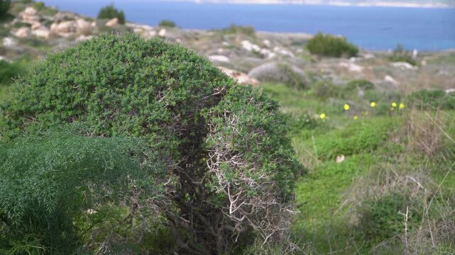 Close-up of green Mediterranean shrubs with leaves trembling in the wind on a sunny day.
