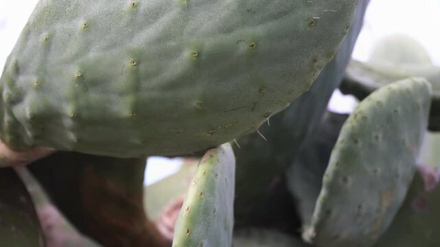 Close-up of a prickly pear opuntia cactus pad with long sharp needles