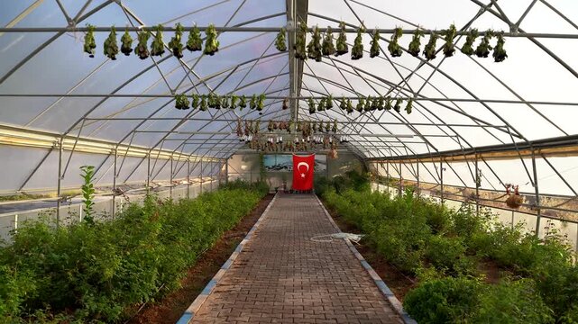 Black rose greenhouse in Halfeti district of Sanliurfa