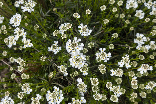 Schleifenblume (Iberis spec.)