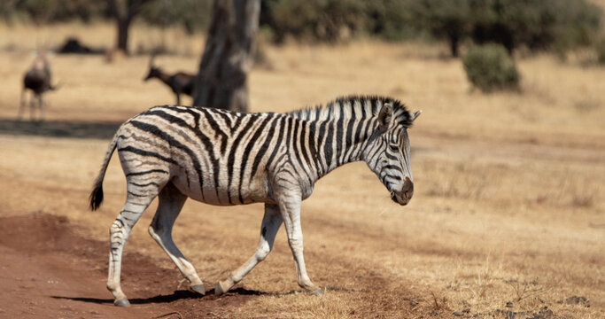 Wild plains zebra crossing a dirt road in the savanna in South Africa RSA
