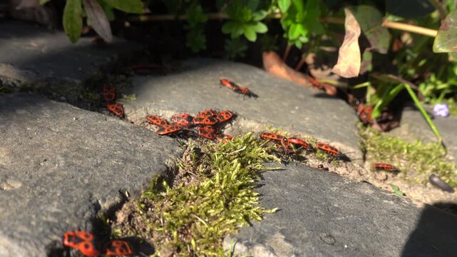 Gemeine Feuerwanze (Pyrrhocoris apterus), Weilerswist, Nordrhein-Westfalen, Deutschland