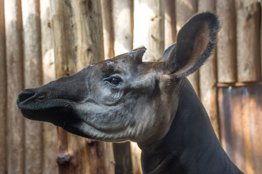 Okapi (Okapia johnstoni)