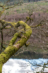 Fototapeta premium Close view of mossy tree branch in forest outdoors, natural texture, organic detail, woodland scene, calm environment.