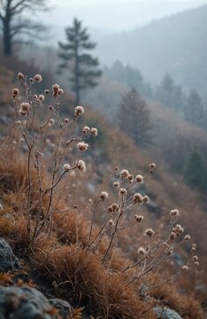 Dry plants on a rocky slope covered in dry grass. Misty forest mountains fade into the background under soft morning light. Autumnal scene with natural textures and muted earth tones.