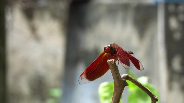 Look beautiful of red dragonfly on top tree