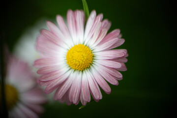 A beautiful pink-tipped common daisy (Bellis perennis) blooming in nature, featuring a vibrant yellow core and soft petals. © Impresyjna