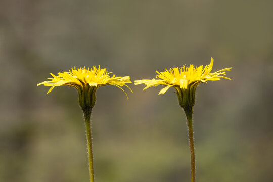 Two yellow hawkbit flowers Leontodon in bloom side by side on green stems springtime Greece horizontal natural composition.