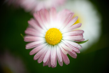 A beautiful pink-tipped common daisy (Bellis perennis) blooming in nature, featuring a vibrant yellow core and soft petals. © Impresyjna