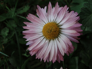 A beautiful pink-tipped common daisy (Bellis perennis) blooming in nature, featuring a vibrant yellow core and soft petals. © Impresyjna