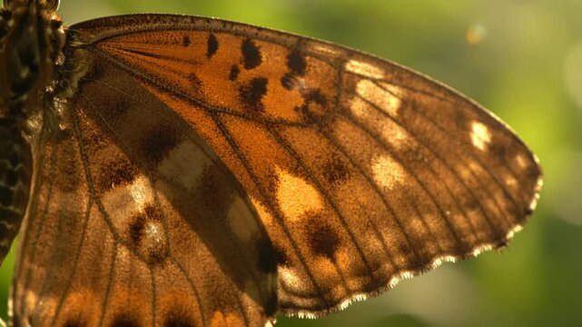 Close-up of a butterfly's wing in sunlight showcasing intricate details, patterns, and natural beauty of the insect