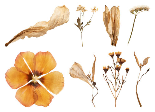 PNG Dried floral elements for design set on transparent background