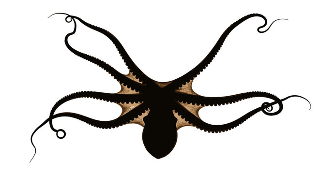Black octopus on white background 1.