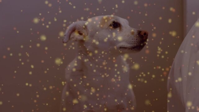 Dog sitting in bedroom, hearing offscreen noise and turning head amid golden particles, pet care