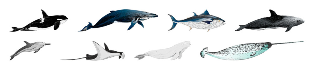 PNG Illustrated marine mammals collection on transparent background © Rawpixel.com