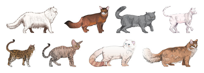 Obraz premium PNG Illustrated diverse cat breeds element set on transparent background