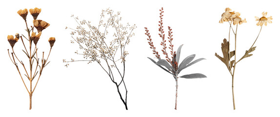 Fototapeta premium PNG Dried botanical arrangement art on transparent background