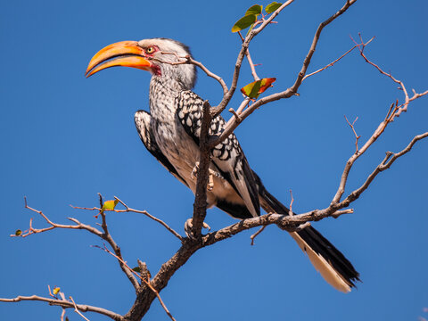 Southern Yellow-billed Hornbill (Tockus leucomelas) on branch