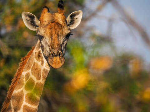 Giraffe (Giraffa camelopardalis) portrait in sunlit savanna copy space