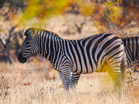 Plains zebra (Equus quagga) standing in dry African savannah