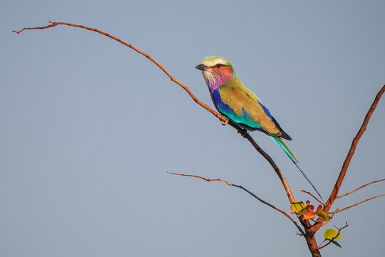 Lilac-breasted roller (Coracias caudatus) perched on branch, copy space